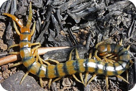  Dorsomorpha! This Tiny Land-Living Arthropod Possesses A Remarkable Array Of Defensive Mechanisms Against Predators