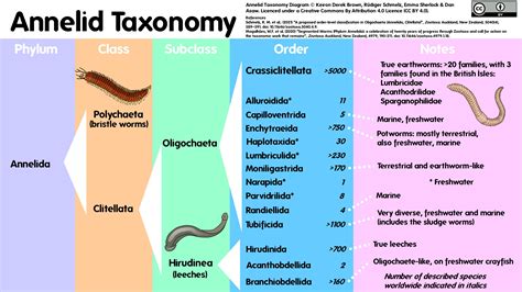 Tetrabothrius! Mitä me tiedämme tästä loisten luokkaan kuuluvasta loisista?