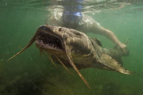  Triclado! An Astonishing Freshwater Creature Hiding Its Secrets Underneath Rocks