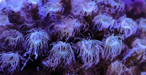  Branched hydroid – A fascinating colonial wonder exhibiting mesmerizing pulsating movements!