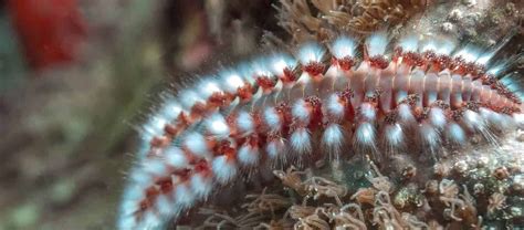  Dendraster! This Deep-Sea Dweller Will Blow Your Mind with its Fascinating Bristles and Unconventional Feeding Habits