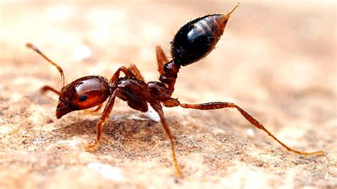  Fire Ant:  Small But Mighty Warriors With Stingers Ready To Defend Their Underground Empires!