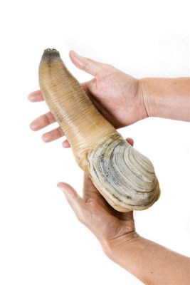  Geoduck! A Remarkable Bivalve Burrowing Deep Within Intertidal Sediments and Thriving as a Culinary Delight