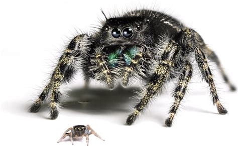  J Jumping Spider! A Tiny Terror With Surprisingly Good Eyesight For Its Size