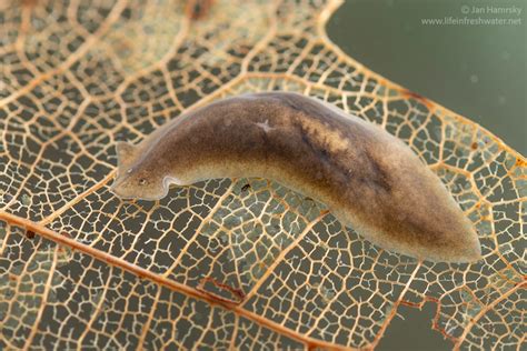  Quiritide!  These Tiny Freshwater Flatworms Are Masters of Regeneration and Feast on Algae