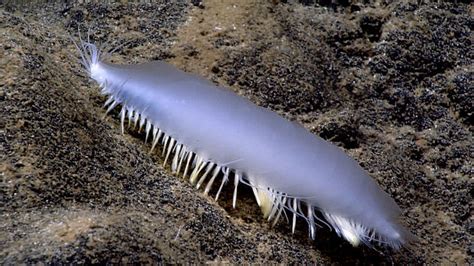   Ventricoloidea: Mikä tekee tästä polychaetasta todellisen merenpohjan luomuksen ja miksi sen suolet ovat kuin avaruusaluksen moottorit!