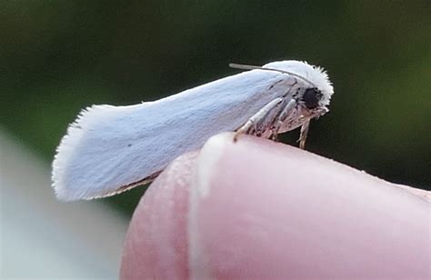  Yucca moth! This captivating nocturnal pollinator utilizes an intricate dance to ensure its offspring’s survival